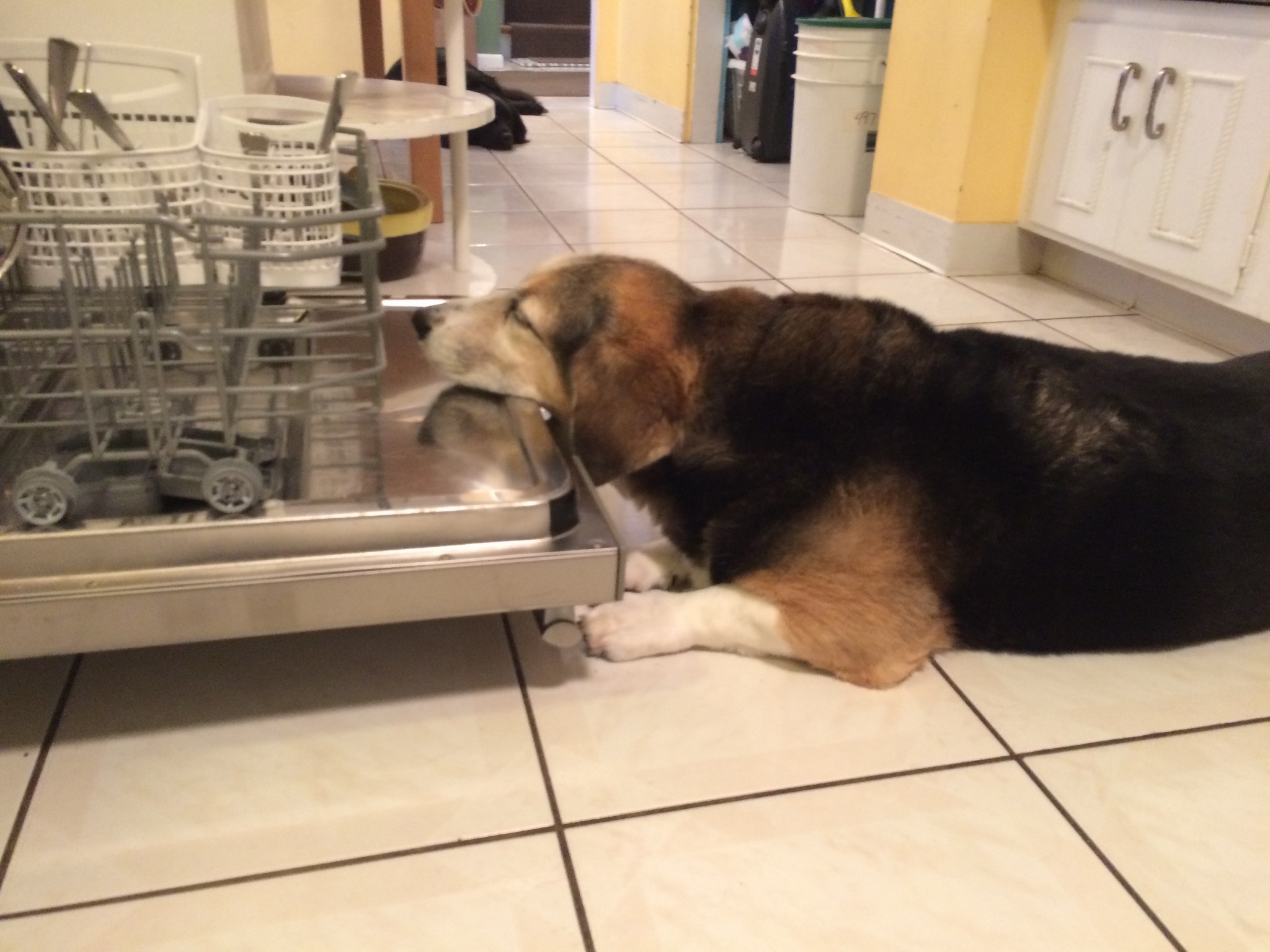 Phoebe sleeping on dishwasher